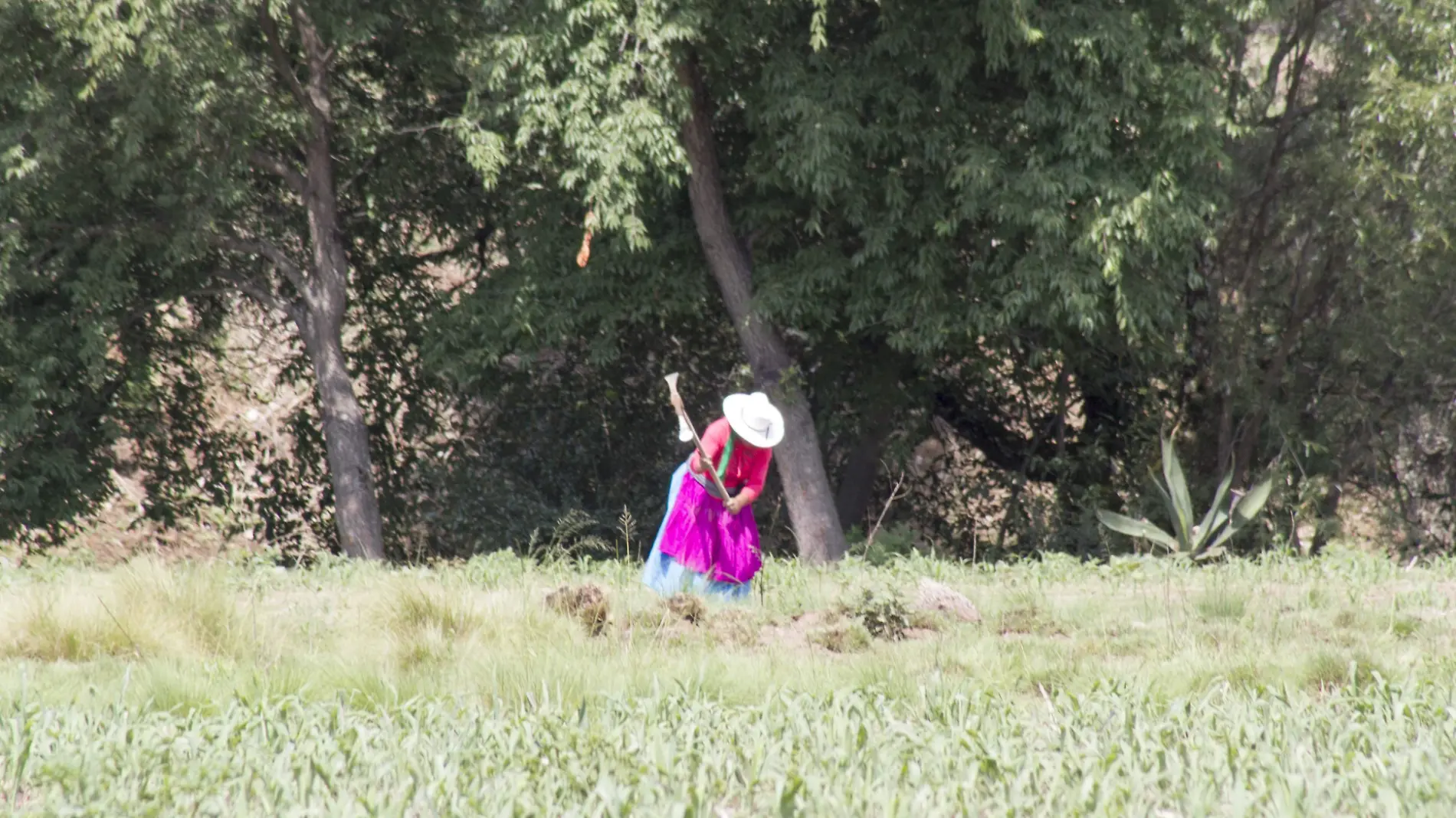 Pretenden que la gente del campo reciba el beneficio de forma directa.  Archivo  El Sol de San Juan del Río.